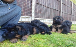 German Shepherd dogs for sale: Outstanding KC longhaired german shepherd puppies - Image 19