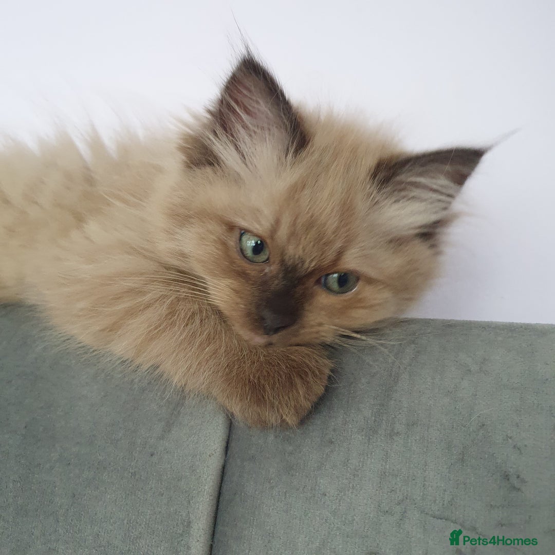 Ragdoll cats for sale: Reduced RARE Brown/mink Green-eyed Ragdoll kittens - Image 6