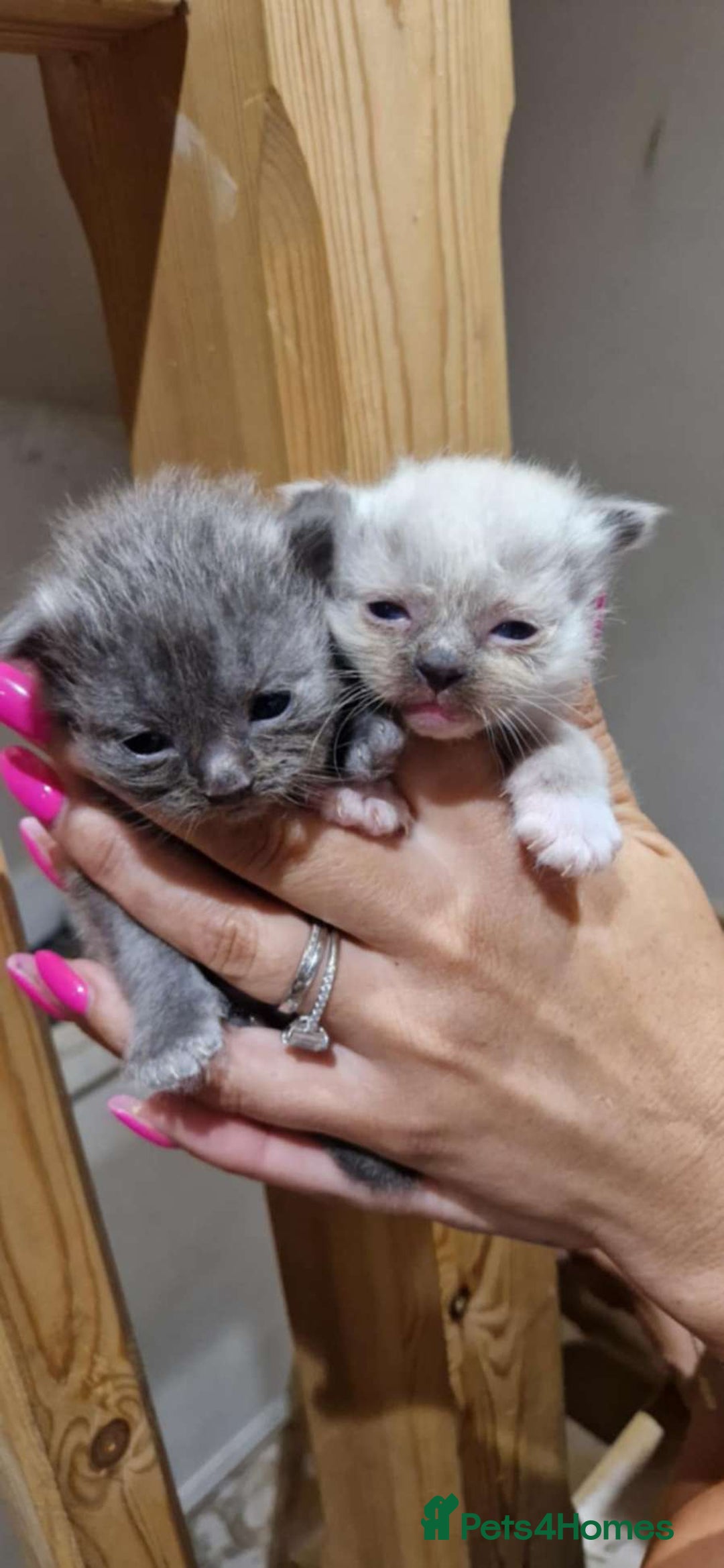 Ragdoll cats for sale: 4 ragdolls ready to leave now  - Image 8