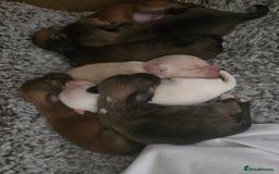 Pomchi dogs for sale: Gorgeous pomchi puppies  - Image 7