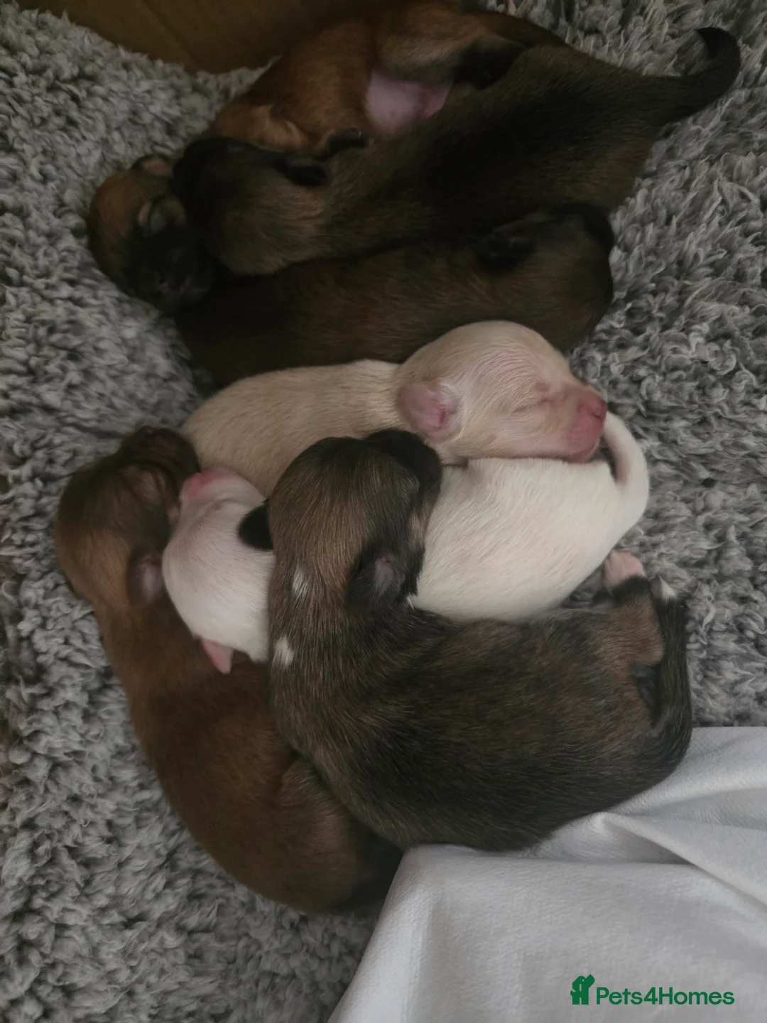 Pomchi dogs for sale: Gorgeous pomchi puppies  - Advert 8