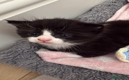 Mixed Breed cats for sale: Gorgeous little boy  - Image 6