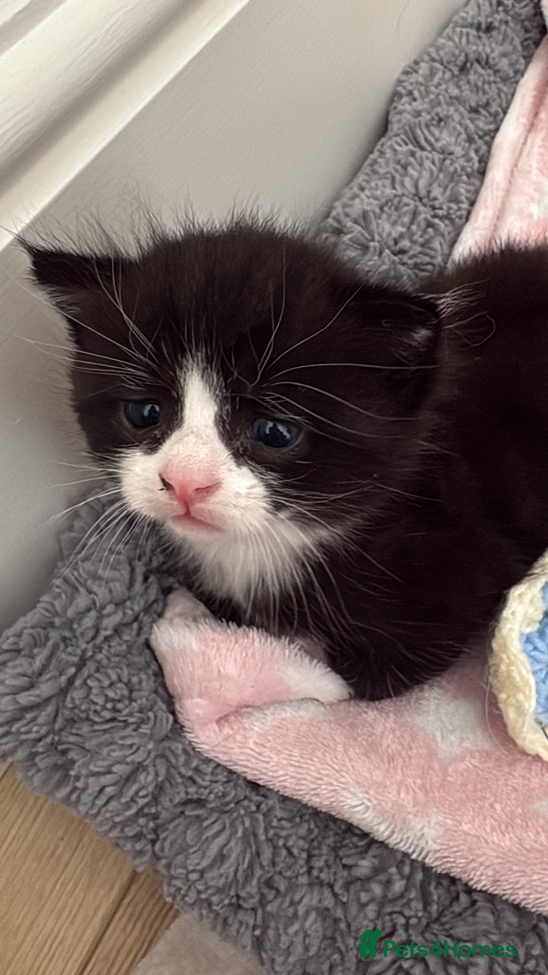 Mixed Breed cats for sale: Gorgeous little boy  - Image 6