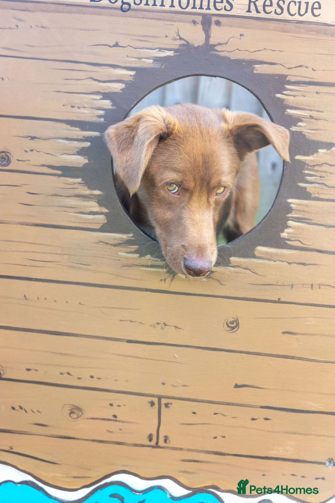 Mixed Breed dogs for adoption: Mocha - everyone loves this lad - Advert 2