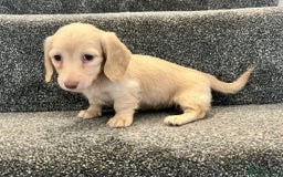 Miniature Dachshund dogs for sale: READY NOW Cream Longhair miniature dachshunds  - Image 1