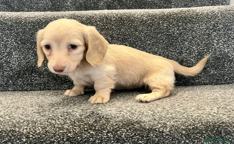 Miniature Dachshund dogs - Advert 1