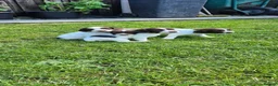 English Springer Spaniel dogs for sale: 3 beautiful springer pups  - Advert 4