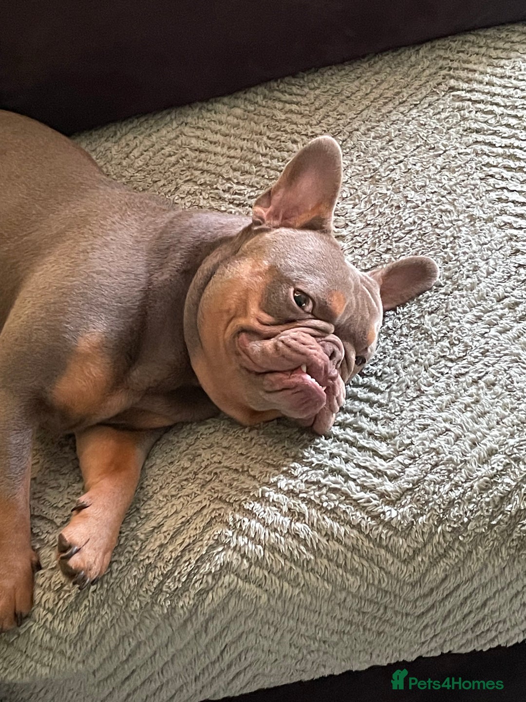 French Bulldog dogs for sale: Smithy  - Image 5