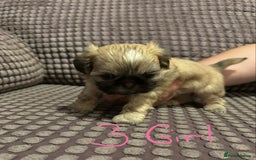Shih Tzu dogs for sale: 5 beautiful Shih tzu puppies  - Image 7