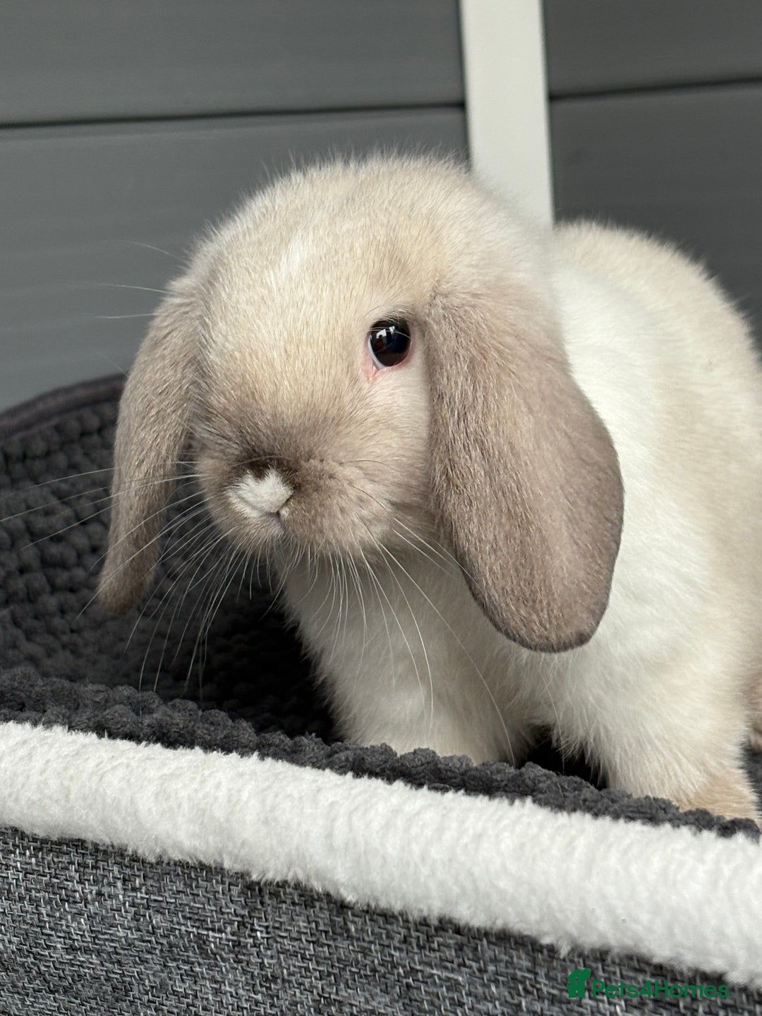 Mini Lop rabbits for sale: Beautiful female mini lop  - Image 6