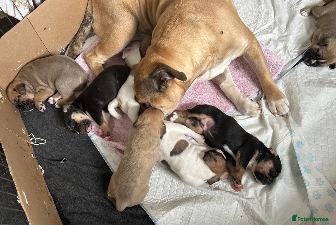 Old Tyme Bulldog dogs for sale: Old Tyme Bulldog puppies for sale - Image 6