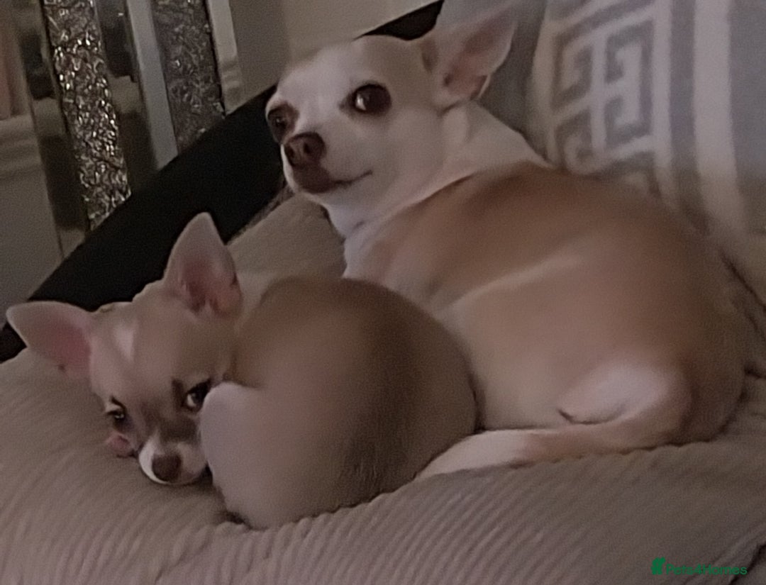 Chihuahua dogs for sale: Boy & girl chihuahua puppies  - Image 11