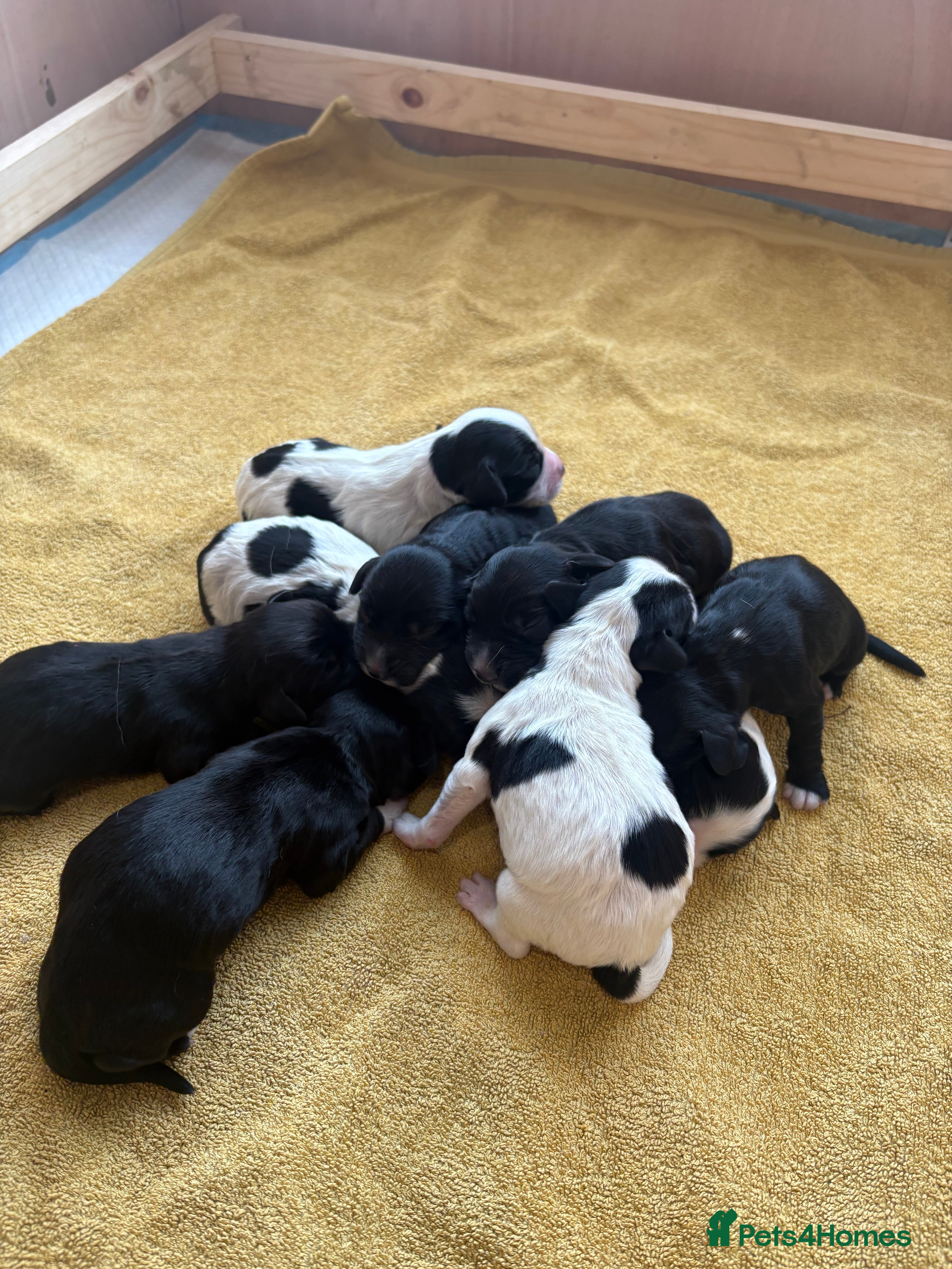 Sprocker dogs Sprocker spaniel puppies  in Barnard Castle - Advert 1