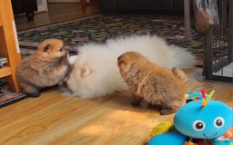 Pomeranian dogs for sale: Beautiful quality pomeranian girl puppies  - Image 15