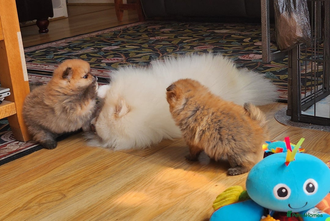 Pomeranian dogs for sale: Beautiful quality pomeranian girl puppies  - Image 15