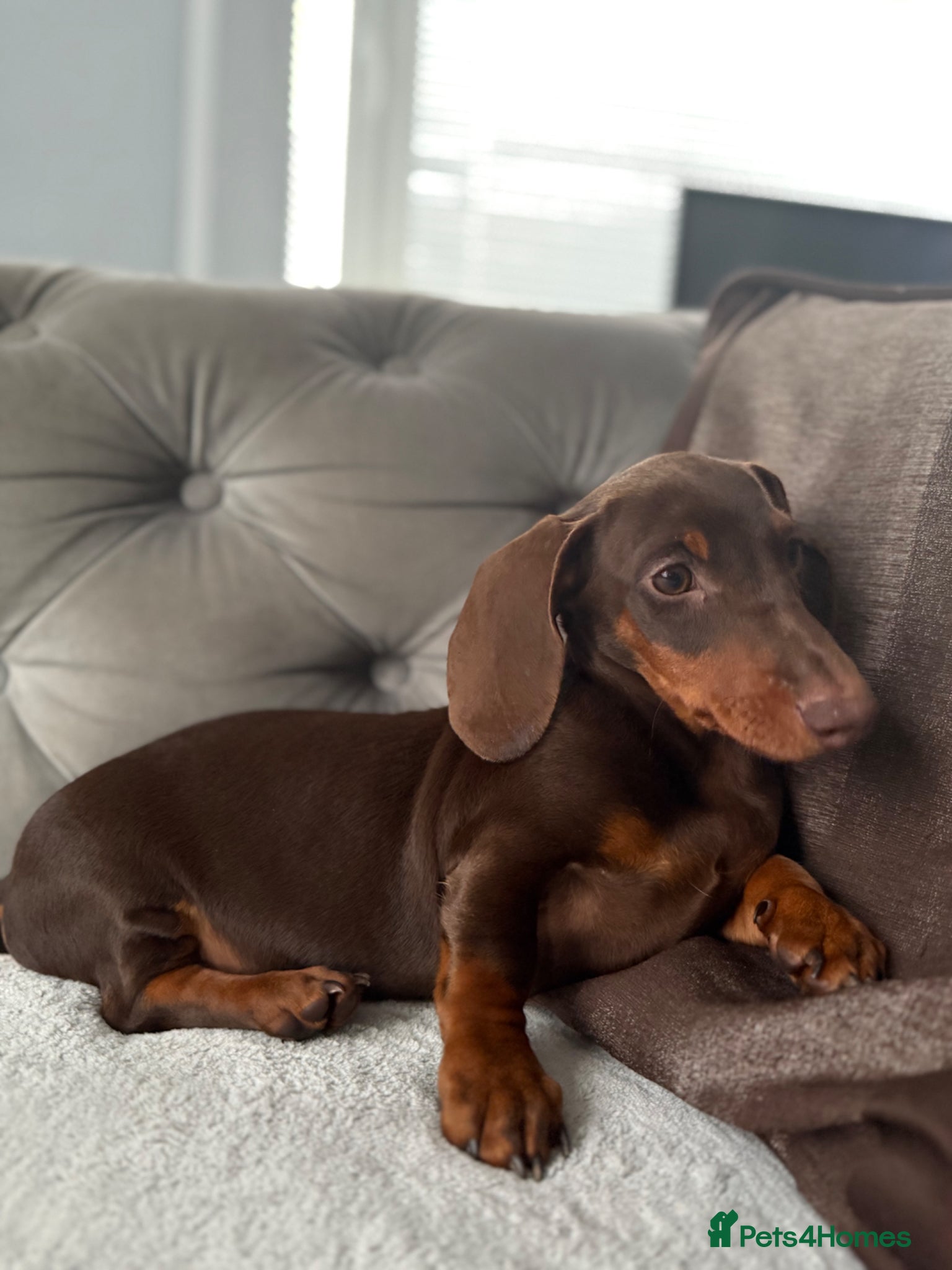 Dachshund dogs for sale: KC reg Male dachund - Advert 5