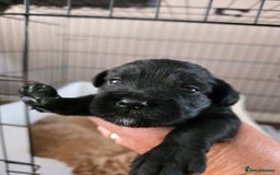 Mixed Breed dogs for sale: Schnockerpoo's - Image 10