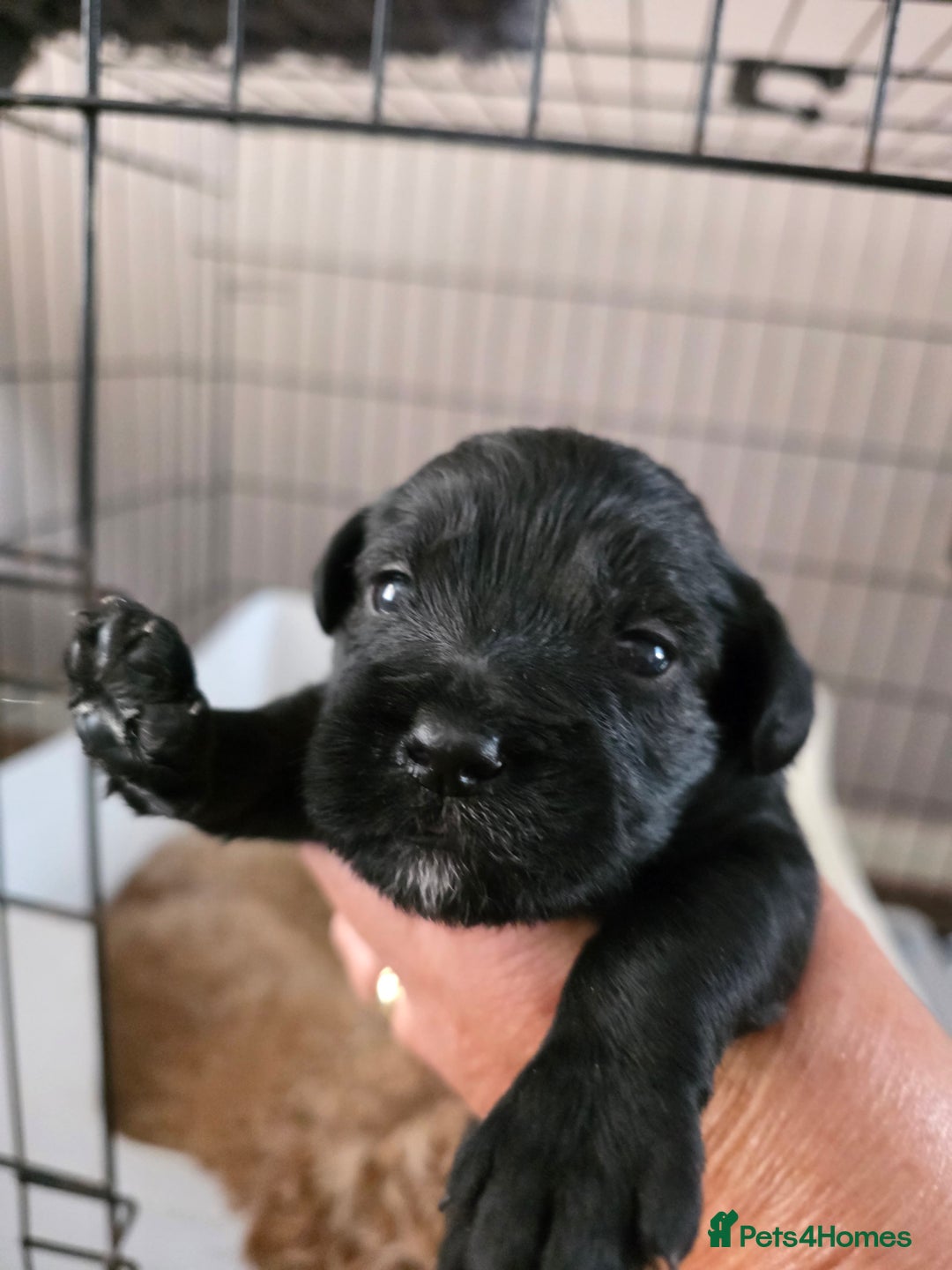 Mixed Breed dogs for sale: Schnockerpoo's - Image 10