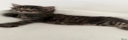 Maine Coon cats for sale: 🐾 Beautiful Maine Coon Kittens Ready Now! 🐾 - Advert 8