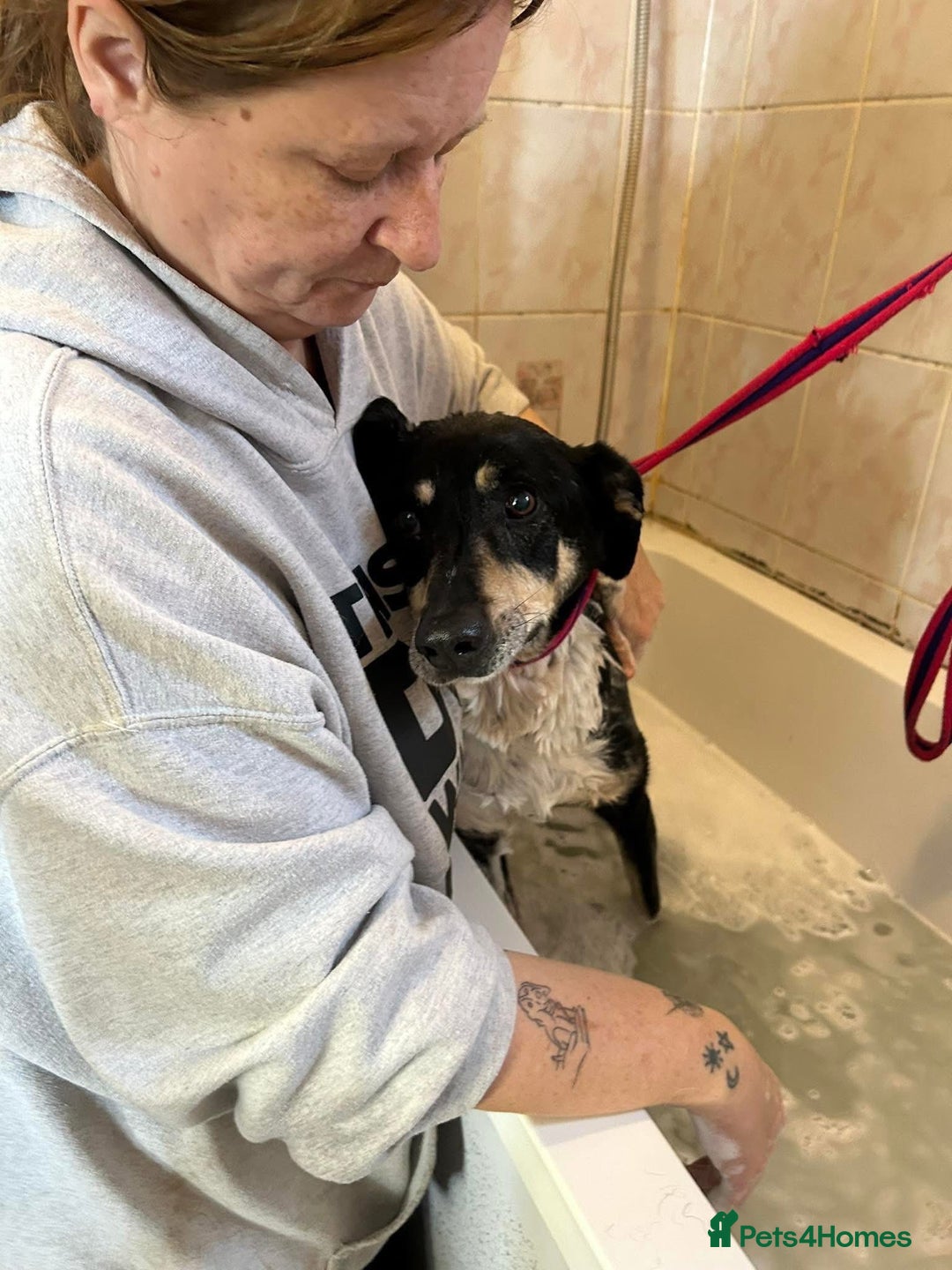 Mixed Breed dogs for adoption: Lottie - Norwich Norfolk  in Norwich - Advert 8