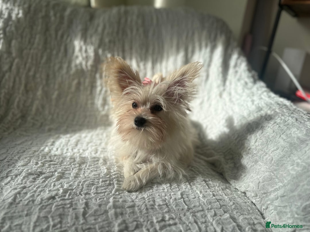 Yorkshire Terrier dogs for sale: Adorable Golddust Yorkshire Terrier Puppy! - Image 17
