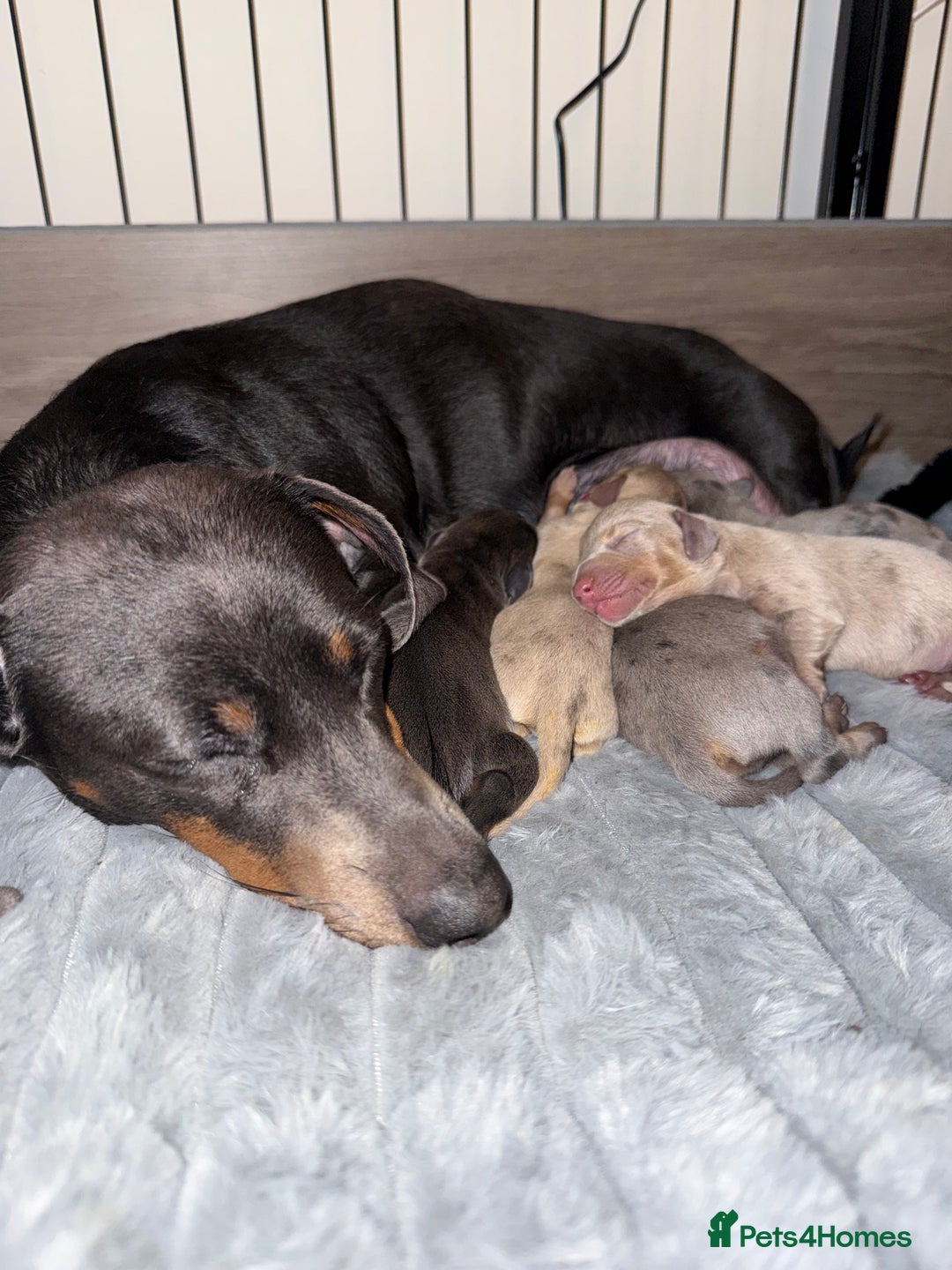 Miniature Dachshund dogs for sale: KC Registered Miniature Dachshunds - Advert 12