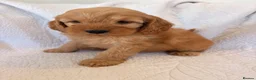 Cockapoo dogs for sale: LICENSED BREEDER QUALITY COCKAPOO PUPPIES  - Advert 11