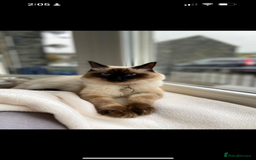 Ragdoll cats for sale: Ragdoll  - Image 1