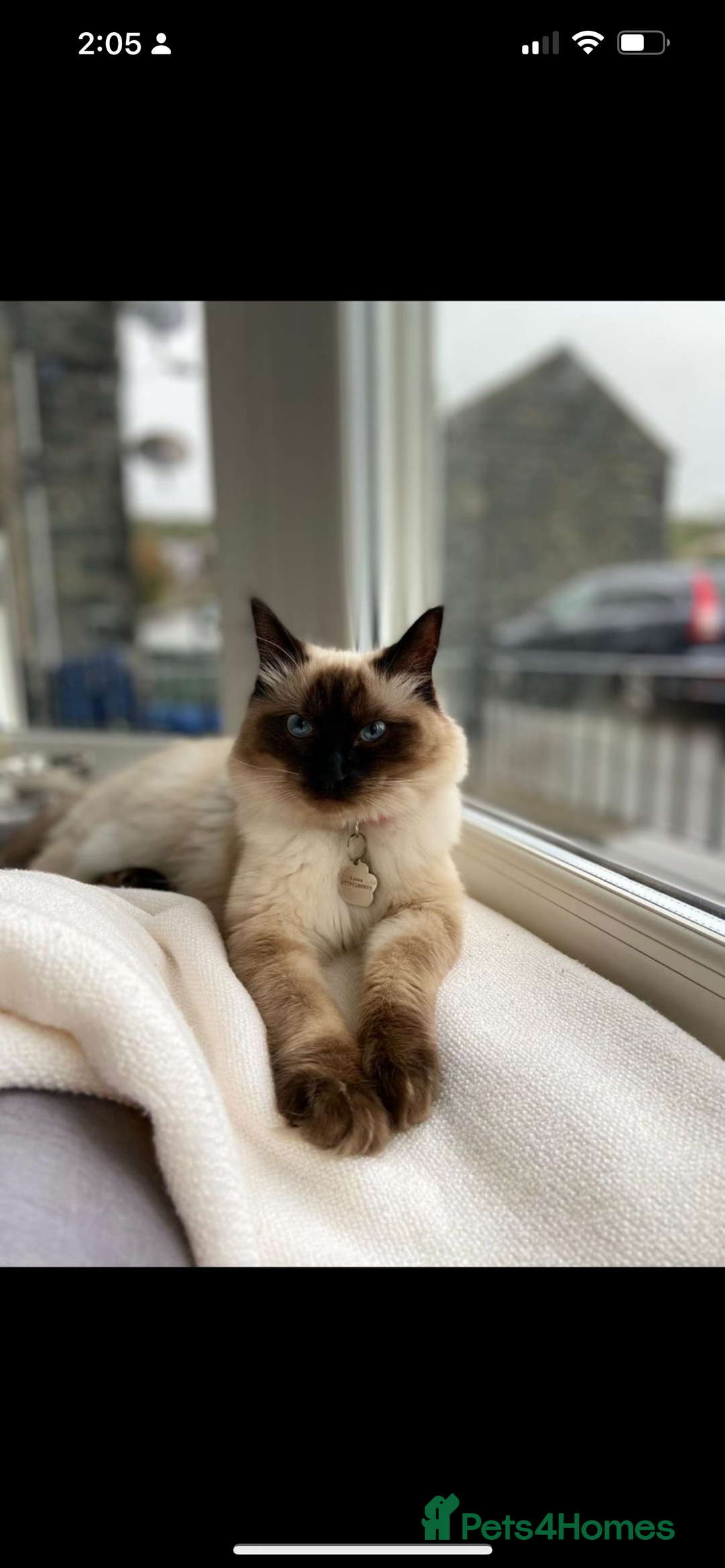 Ragdoll cats for sale: Ragdoll  - Image 1