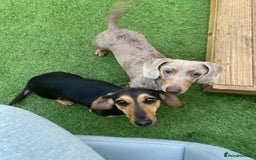Miniature Dachshund dogs for sale: Miniature dapple dachshund  - Image 4