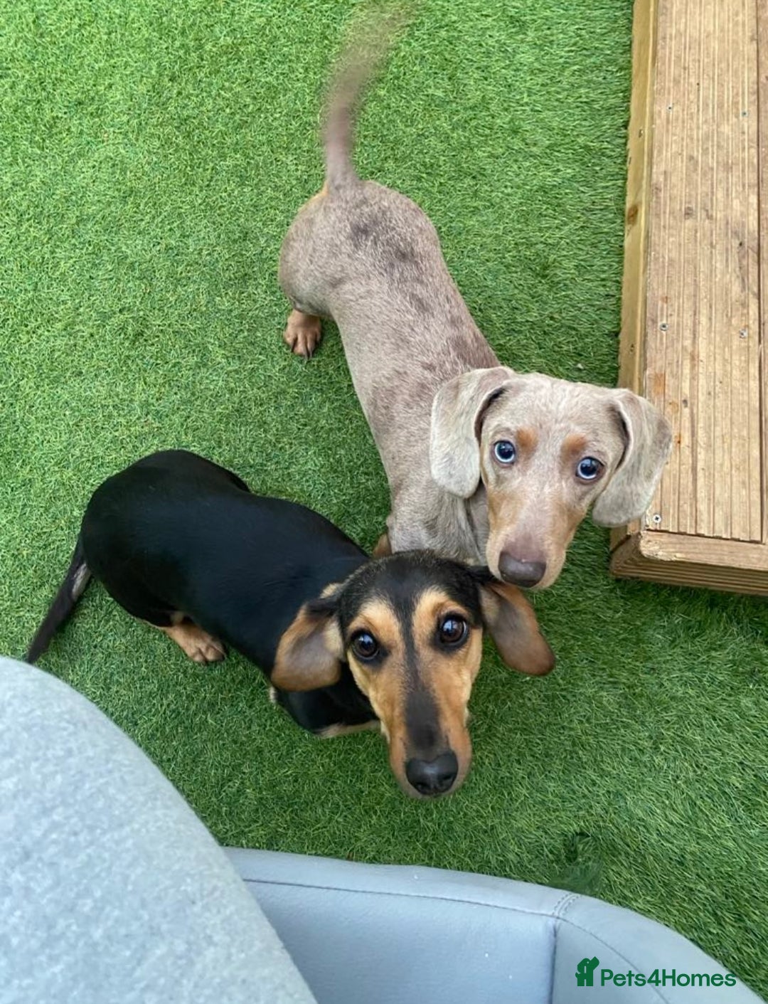 Miniature Dachshund dogs for sale: Miniature dapple dachshund  - Image 4