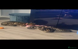 Savannah cats for sale: Savannah x Kittens - Image 14