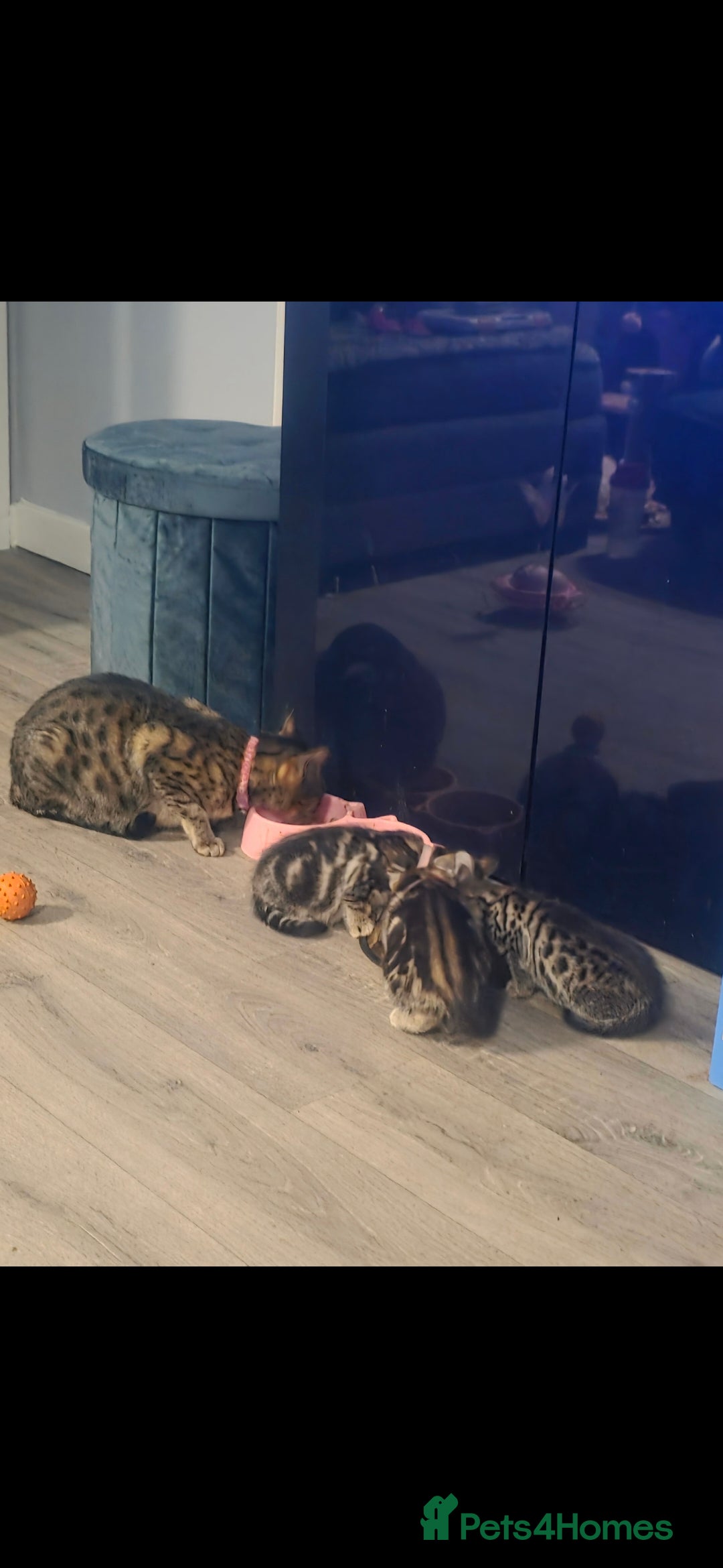 Savannah cats for sale: Savannah x Kittens - Image 14