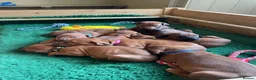 Rhodesian Ridgeback dogs for sale: Stunning Rhodesian Ridgebacks from Champion Lines - Advert 1