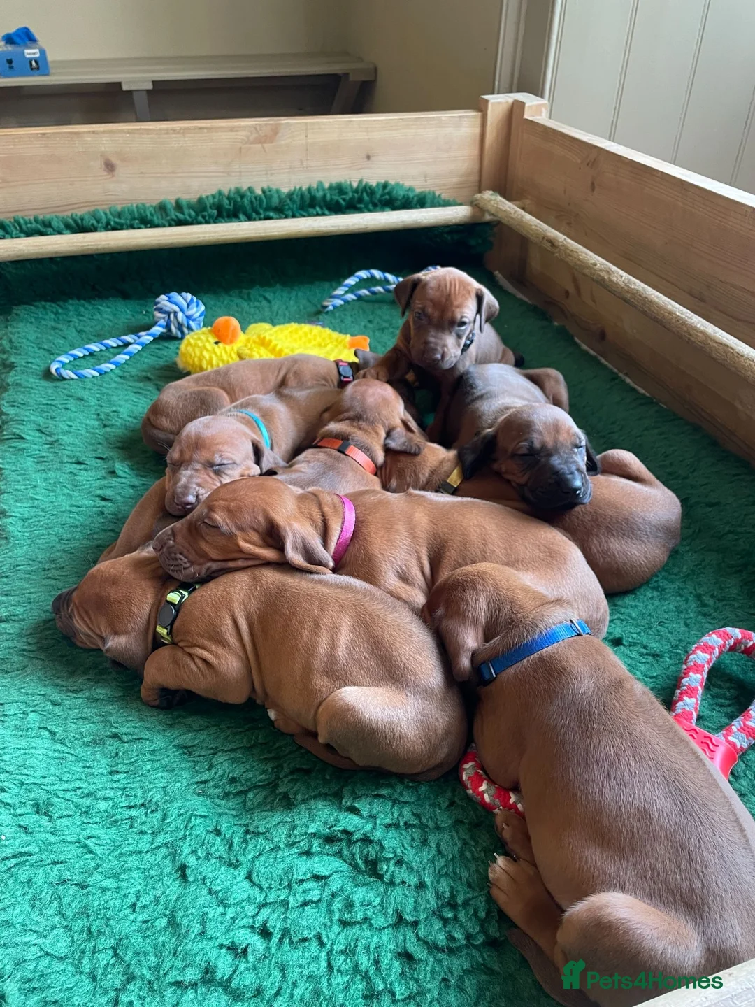 Rhodesian Ridgeback dogs for sale: Stunning Rhodesian Ridgebacks from Champion Lines - Advert 1