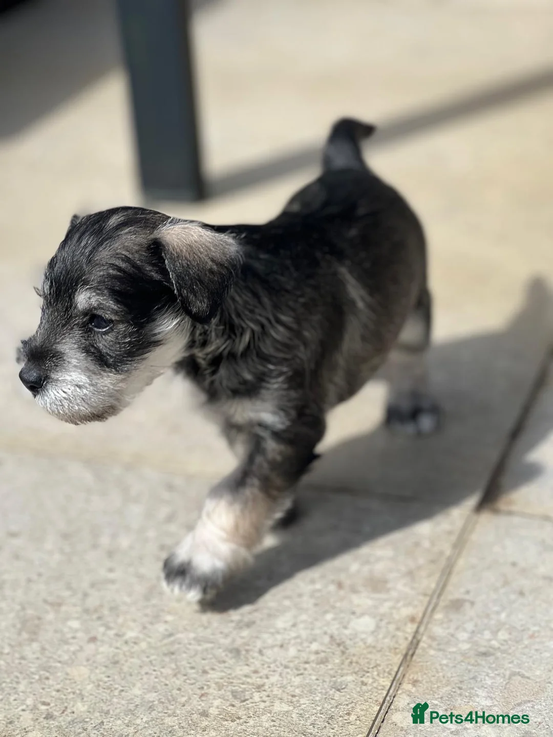 Miniature Schnauzer dogs for sale: SALT and PEPPER MINIATURE SCHNAUZER  - Advert 2