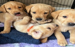 Labrador Retriever dogs for sale: Kc Red/yellow*READY NOW*Labrador Puppies  in Bacup - Image 6