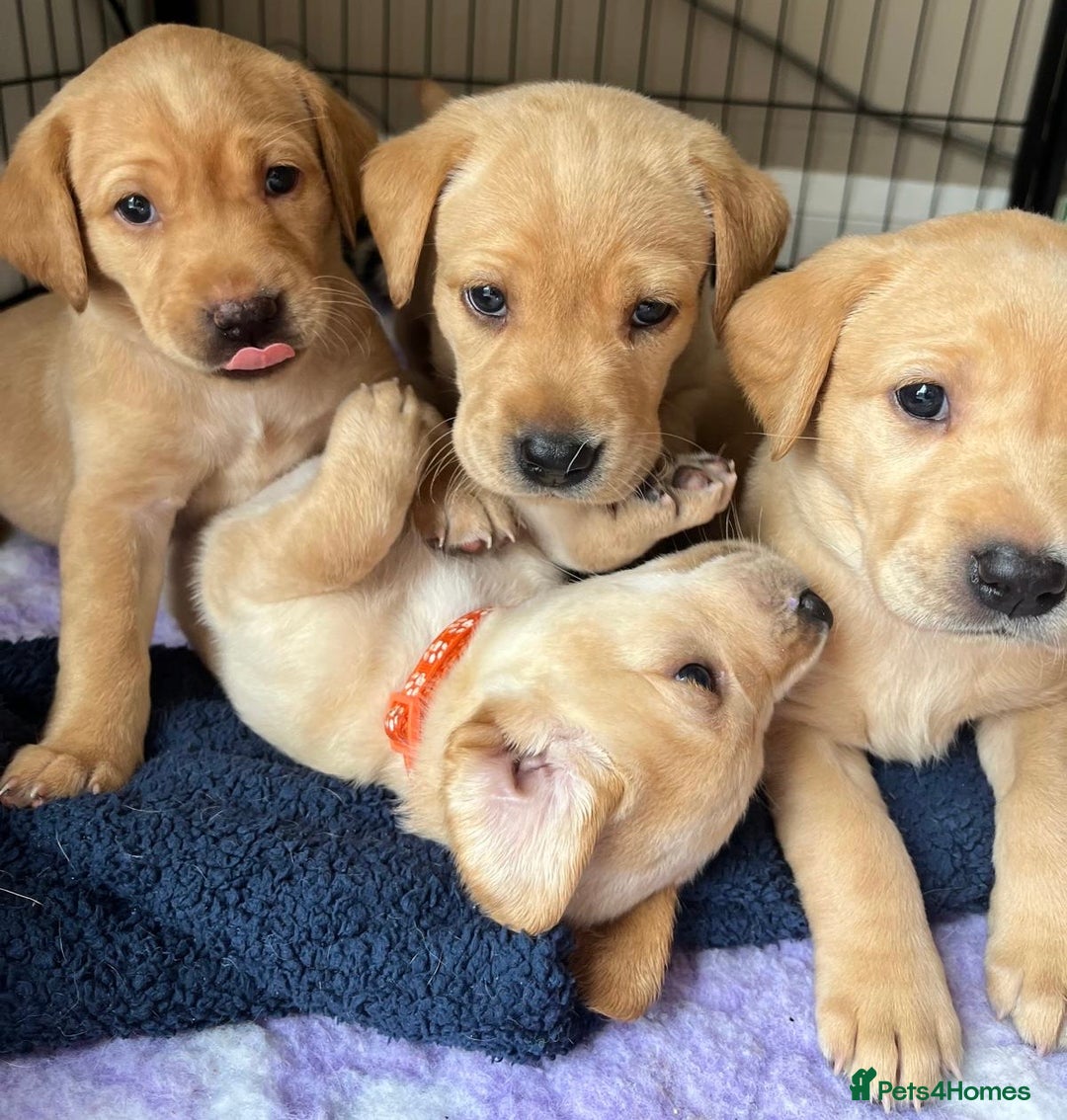 Labrador Retriever dogs for sale: Kc Red/yellow*READY NOW*Labrador Puppies  in Bacup - Image 6