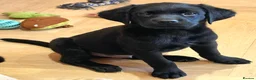 Labrador Retriever dogs for sale: 2 BEAUTIFUL BLACK BOY KC LABRADORS READY TO LEAVE - Advert 10