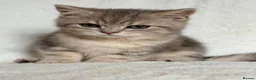 British Shorthair cats for sale: GCCF, BSH kittens from health tested parents  - Advert 35