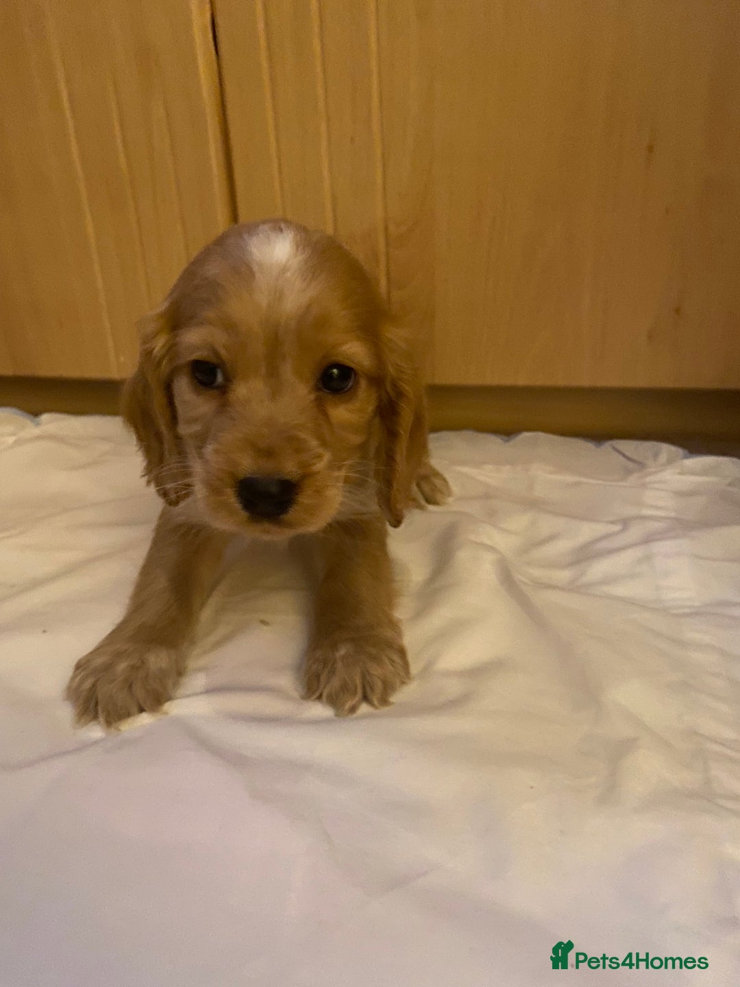 Cocker Spaniel dogs for sale: Beautiful cocker spaniel’s for sale - Advert 14