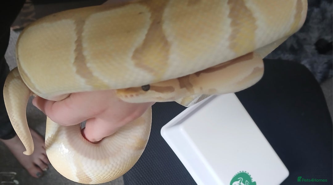 Python Snake reptiles for sale: Royal pythons looking for their new home - Image 4