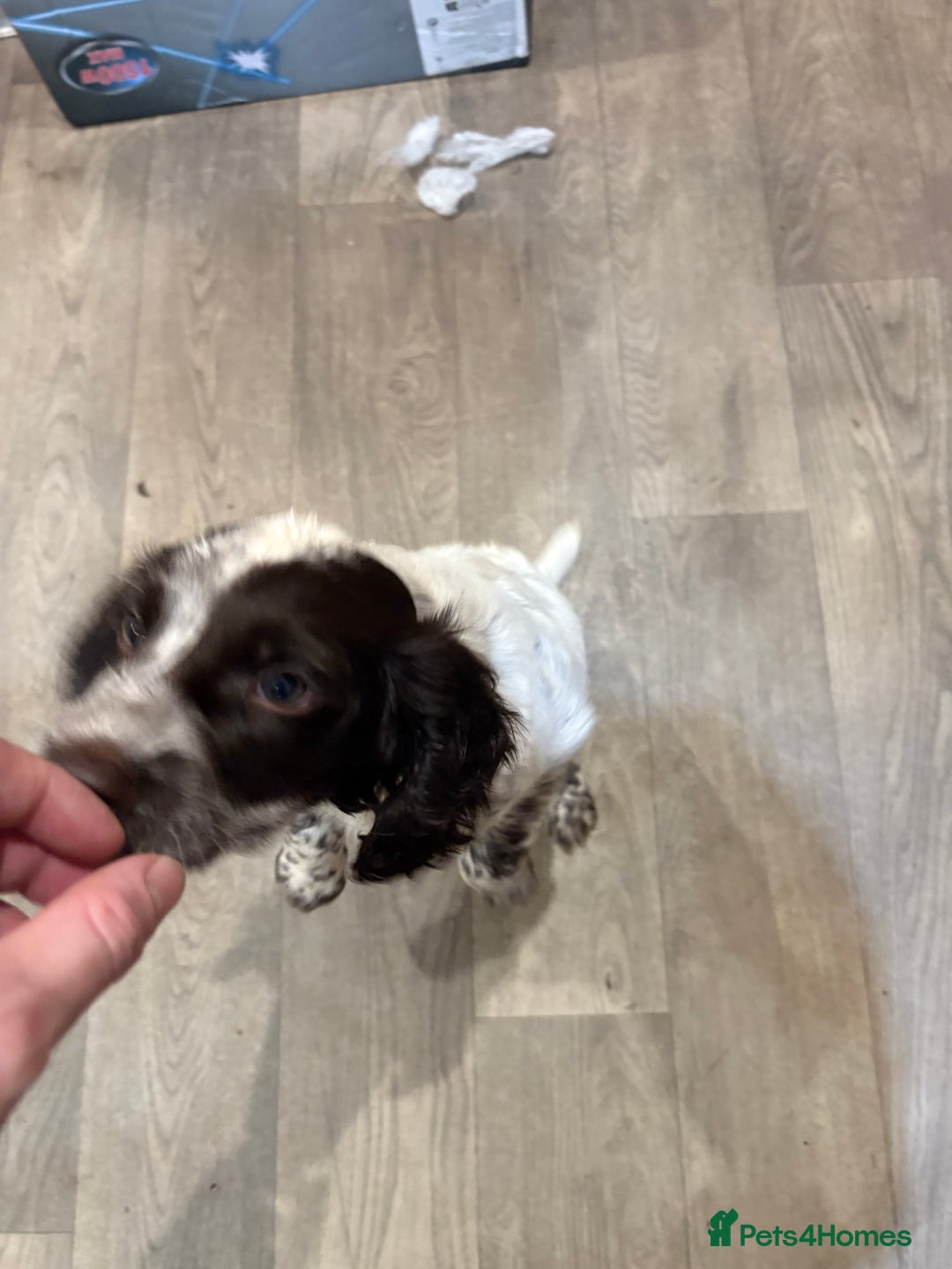 Sprocker dogs for sale: Sprocker puppy for sale  - Image 2