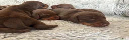 Miniature Dachshund dogs for sale: 1 girl ready now, KC, health tested,PRA clear - Advert 5