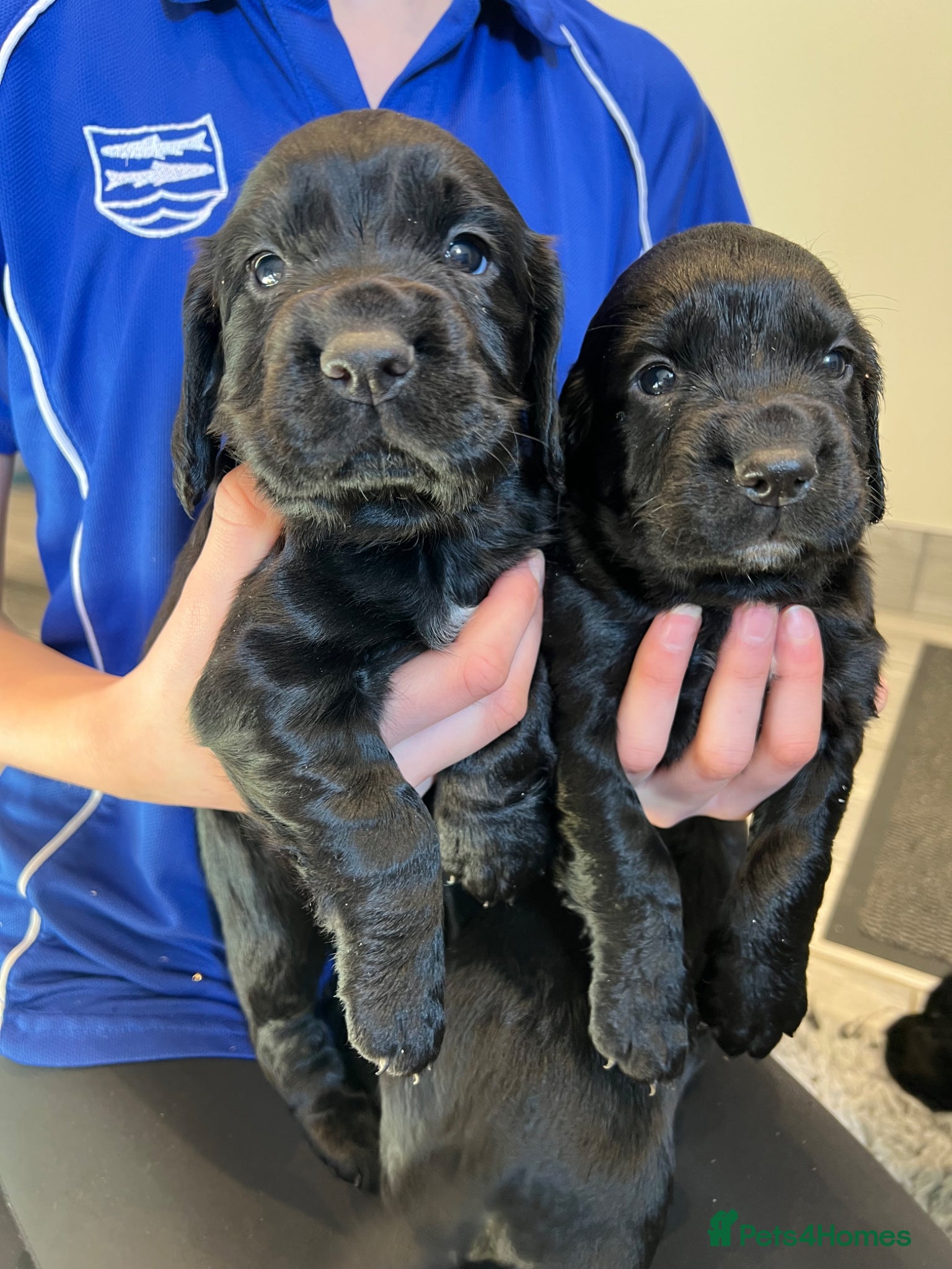 Cocker Spaniel dogs KC REGISTERED COCKER SPANIEL PUPPIES  - Advert 1