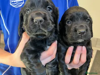 Cocker Spaniel dogs KC REGISTERED COCKER SPANIEL PUPPIES - Advert 11