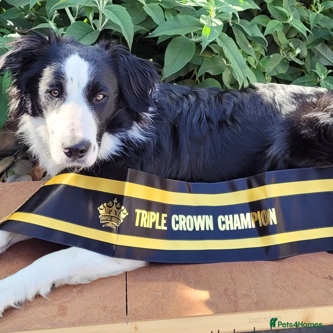 Border Collie dogs for stud: Border collie Champion for stud in Leamington Spa - Advert 2