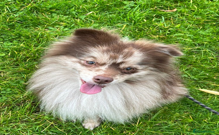 Pomeranian dogs Rare Merle Pomeranian For Stud Derbyshire in Chesterfield - Advert 20