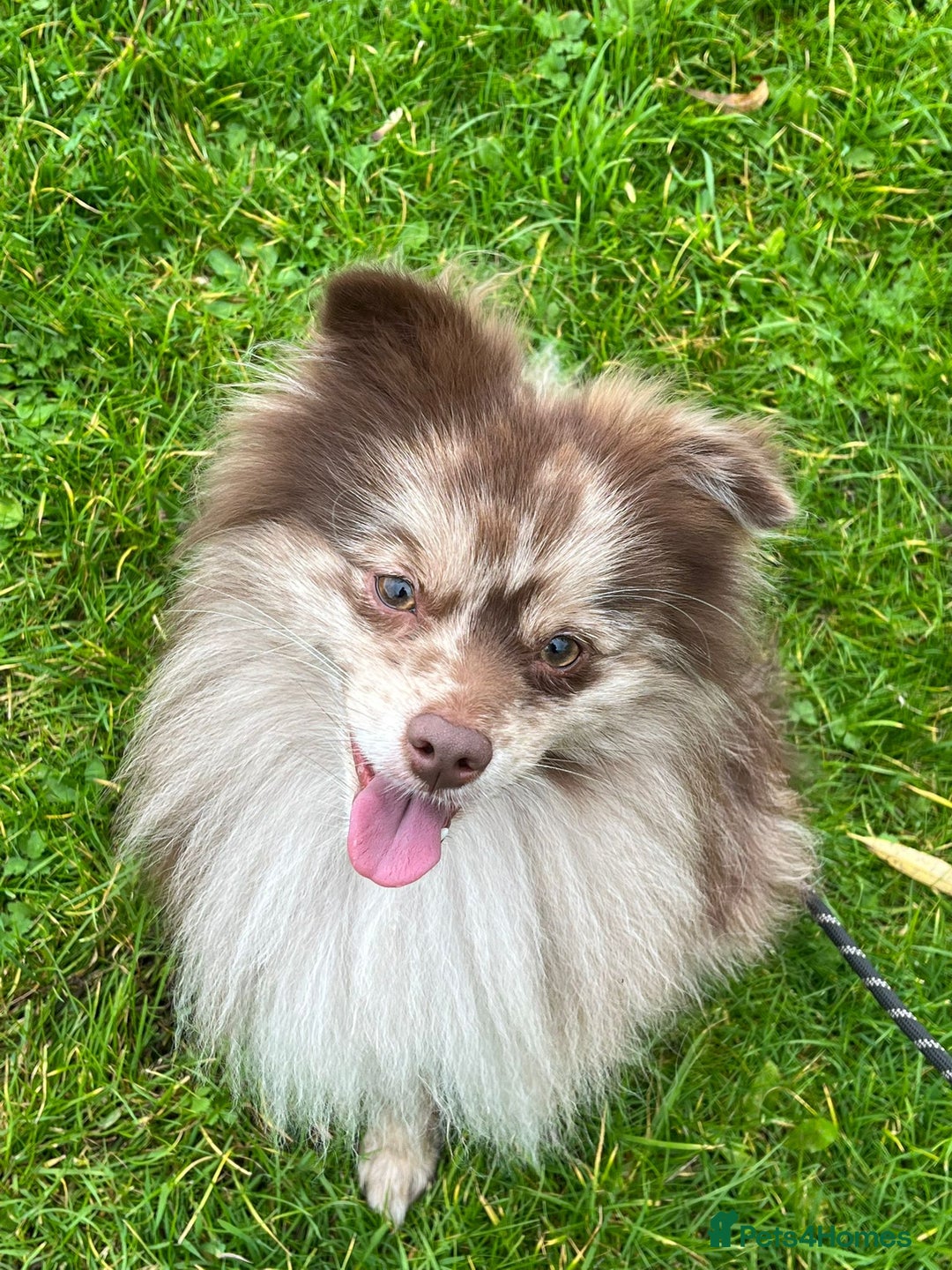 Pomeranian dogs for stud: Rare Merle Pomeranian For Stud Derbyshire in Chesterfield - Advert 1