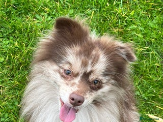 Pomeranian dogs Rare Merle Pomeranian For Stud Derbyshire in Chesterfield - Advert 23